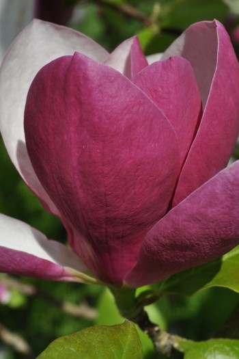 Магнолія суланжа Ломбарді Роуз|Magnolia soulangiana Lombardy Rose|Магнолия суланжа Ломбарди Роуз